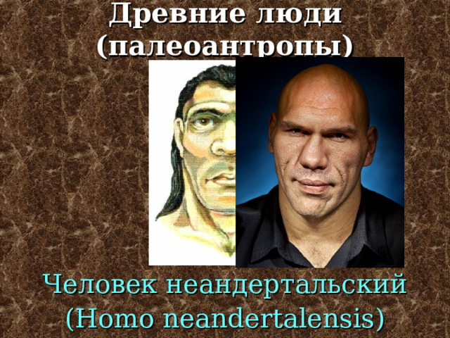 Древние люди (палеоантропы) Человек неандертальский ( Homo neandertalensis) 