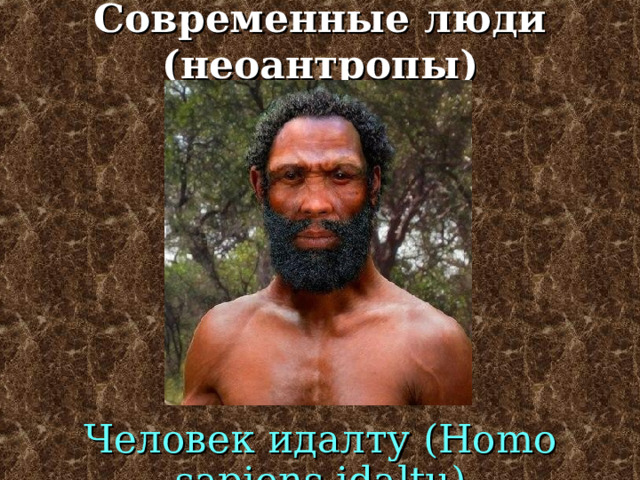 Древние люди (палеоантропы) Человек неандертальский ( Homo neandertalensis) 