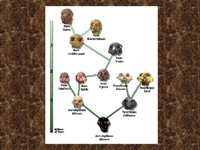 Современные люди (неоантропы) Человек разумный ( Homo  sapiens sapiens ) 