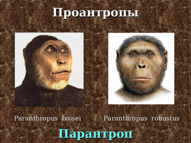 Проантропы Australopithecus afarensis Australopithecus africanus Австралопитек 