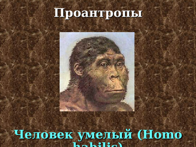 Проантропы Paranthropus boisei Paranthropus robustus Парантроп 