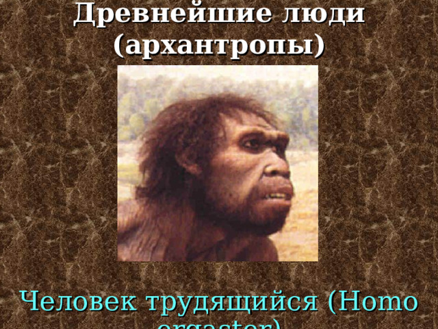 Проантропы Человек умелый ( Homo habilis) 