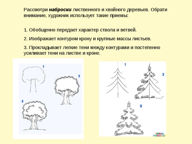 Схема лиственные и хвойные деревья