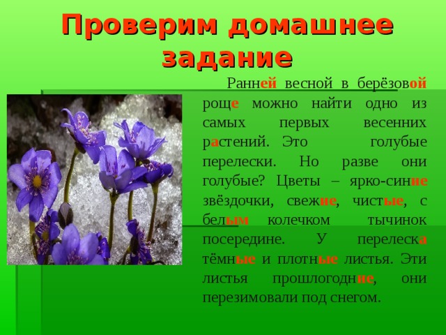 Проверим домашнее задание  Ранн ей весной в берёзов ой рощ е можно найти одно из самых первых весенних р а стений. Это голубые перелески. Но разве они голубые? Цветы – ярко-син ие звёздочки, свеж ие , чист ые , с бел ым колечком тычинок посередине. У перелеск а тёмн ые и плотн ые листья. Эти листья прошлогодн ие , они перезимовали под снегом. 