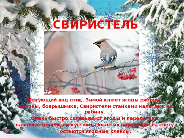 СВИРИСТЕЛЬ        Кочующий вид птиц. Зимой клюет ягоды рябины, калины, боярышника. Свиристели стайками налетают на рябину. Очень быстро склёвывают ягоды и перелетают на новые деревца и кустики. После их пиршества на снегу остаются ягодные кляксы. 