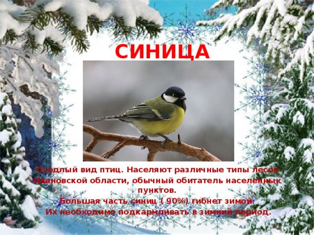 СИНИЦА           Оседлый вид птиц. Населяют различные типы лесов Ивановской области, обычный обитатель населенных пунктов. Большая часть синиц ( 90%) гибнет зимой. Их необходимо подкармливать в зимний период.  