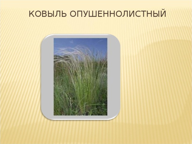 КОВЫЛЬ ОПУШЕННОЛИСТНЫЙ