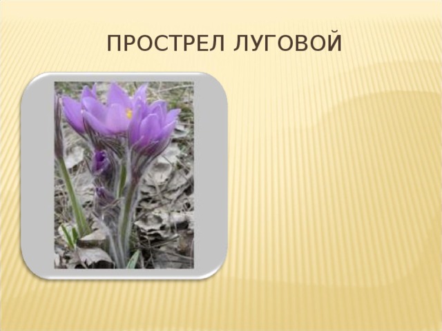 ПРОСТРЕЛ ЛУГОВОЙ