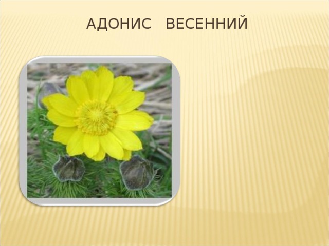 АДОНИС ВЕСЕННИЙ