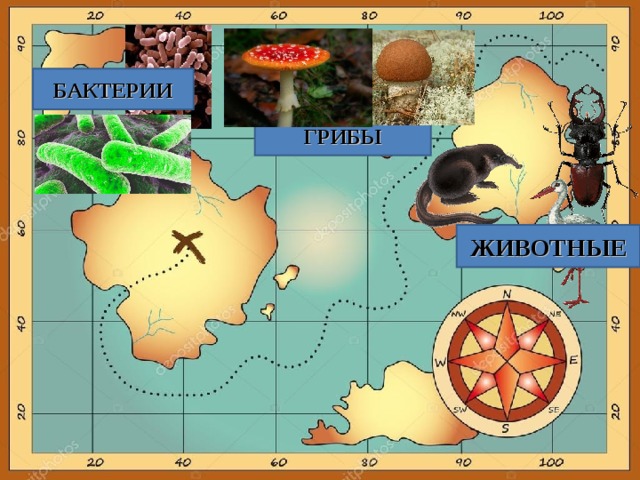 БАКТЕРИИ ГРИБЫ ЖИВОТНЫЕ