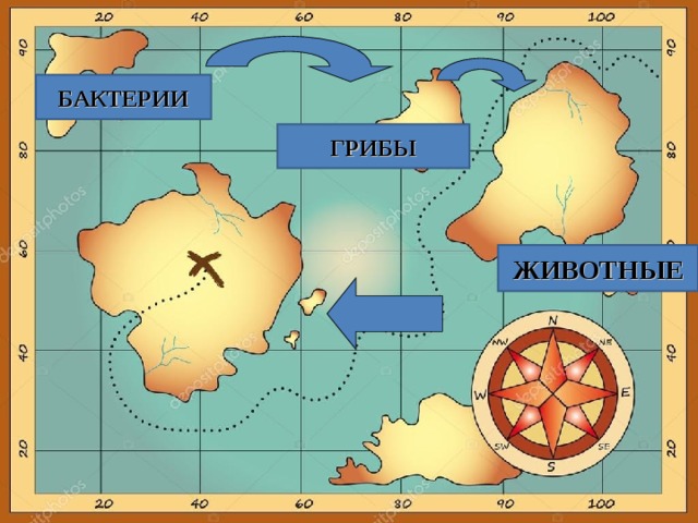 БАКТЕРИИ ГРИБЫ ЖИВОТНЫЕ