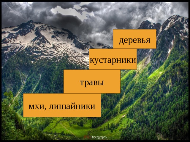 деревья кустарники травы мхи, лишайники