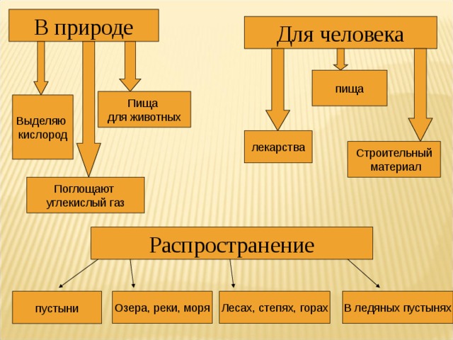 В природе Для человека пища Пища для животных Выделяю кислород лекарства Строительный  материал Поглощают углекислый газ Распространение пустыни Озера, реки, моря Лесах, степях, горах В ледяных пустынях