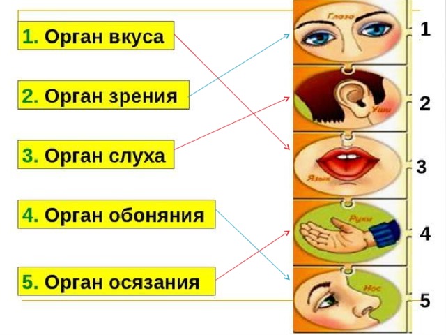 Запиши общее название органов указанных на рисунке нос глаза ухо кожа