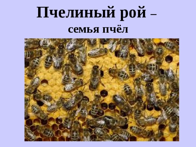 Пчелиный рой –  семья пчёл 