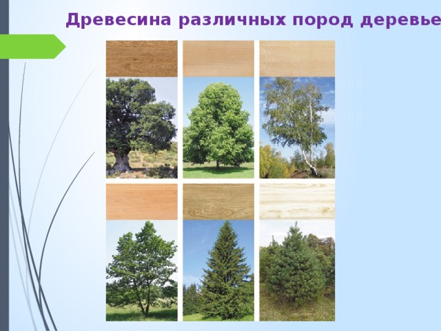 Древесина различных пород деревьев 