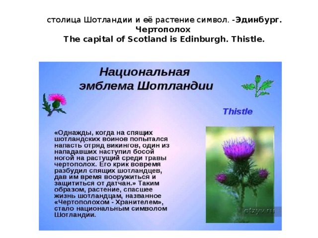 столица Шотландии и её растение символ. - Эдинбург. Чертополох  The capital of Scotland is Edinburgh. Thistle. 