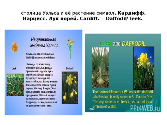 столица Уэльса и её растение символ . Кардифф. Нарцисс. Лук порей. Cardiff. Daffodil/ leek. 