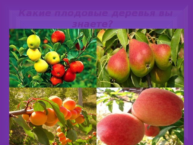  Какие плодовые деревья вы знаете? 