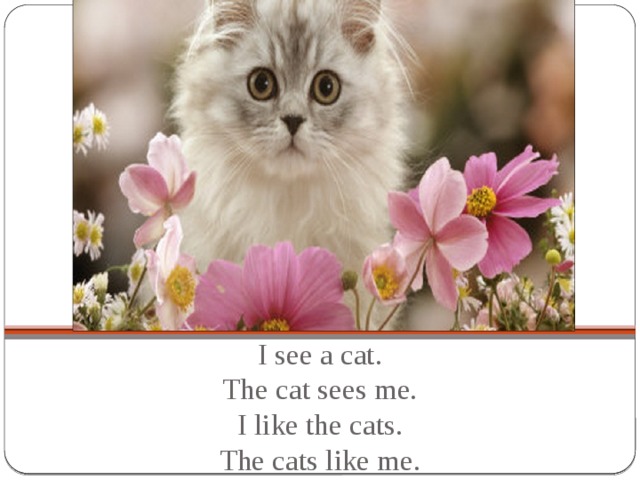 I see a cat.  The cat sees me.  I like the cats.  The cats like me.