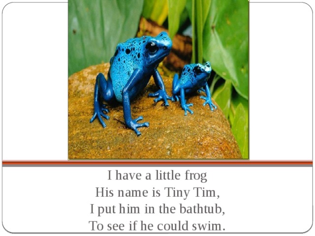 I have a little frog  His name is Tiny Tim,  I put him in the bathtub,  To see if he could swim.