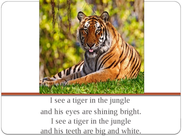 I see a tiger in the jungle and his eyes are shining bright.  I see a tiger in the jungle  and his teeth are big and white.