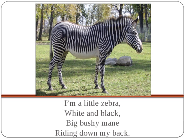 I’m a little zebra,  White and black,  Big bushy mane  Riding down my back.