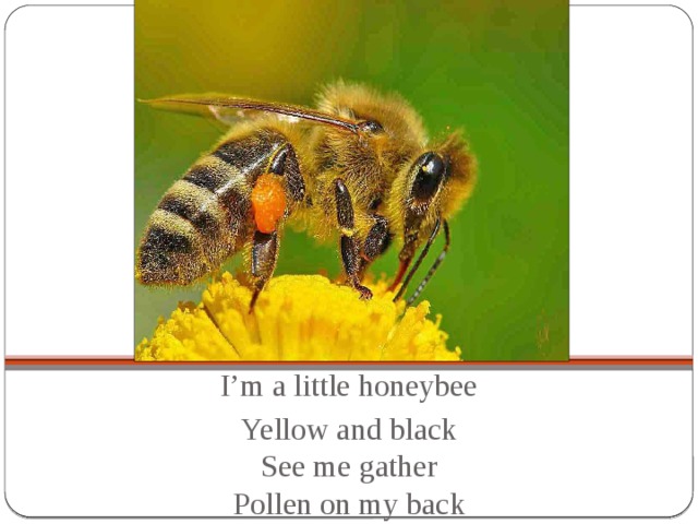 I’m a little honeybee Yellow and black  See me gather  Pollen on my back