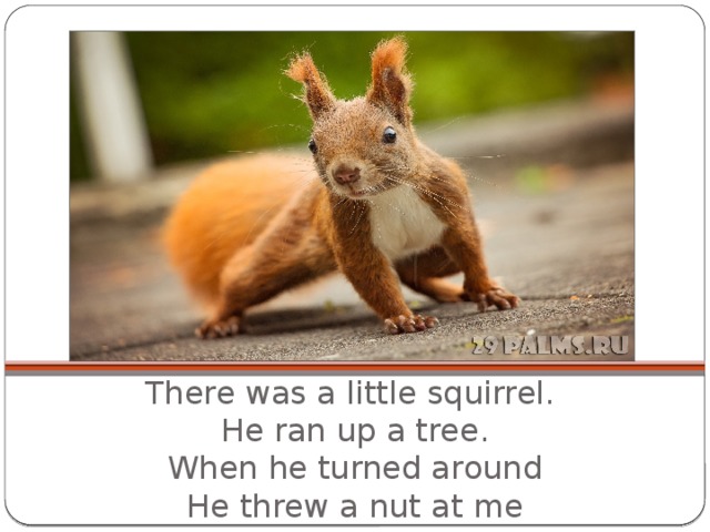 There was a little squirrel.   He ran up a tree.  When he turned around  He threw a nut at me