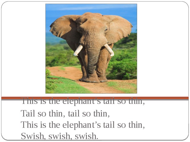 This is the elephant’s tail so thin,    Tail so thin, tail so thin,  This is the elephant’s tail so thin,  Swish, swish, swish.
