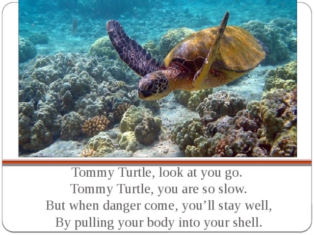 Tommy Turtle, look at you go.  Tommy Turtle, you are so slow.  But when danger come, you’ll stay well,  By pulling your body into your shell.