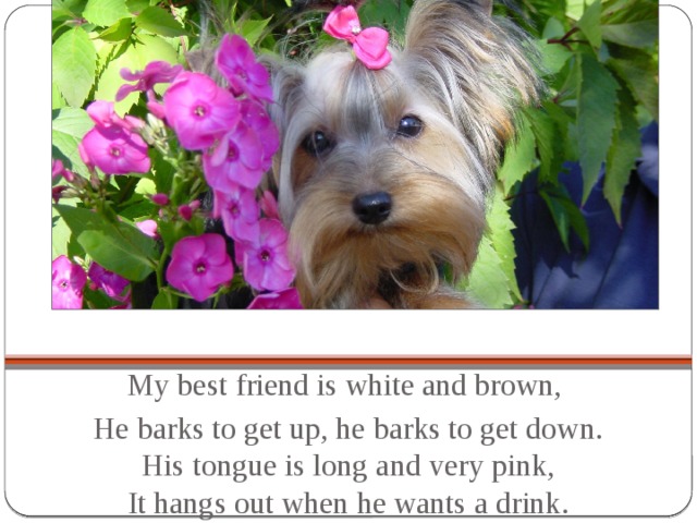 My best friend is white and brown, He barks to get up, he barks to get down.  His tongue is long and very pink,  It hangs out when he wants a drink.