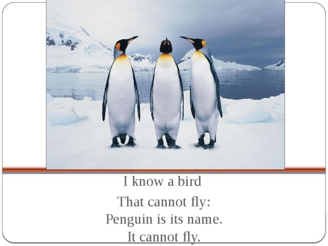 I know a bird That cannot fly:  Penguin is its name.  It cannot fly.