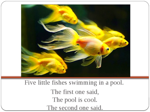 Five little fishes swimming in a pool. The first one said,  The pool is cool.  The second one said.
