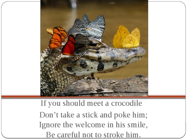 If you should meet a crocodile   Don’t take a stick and poke him;  Ignore the welcome in his smile,  Be careful not to stroke him.