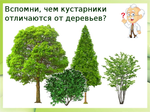 Вспомни, чем кустарники отличаются от деревьев? 