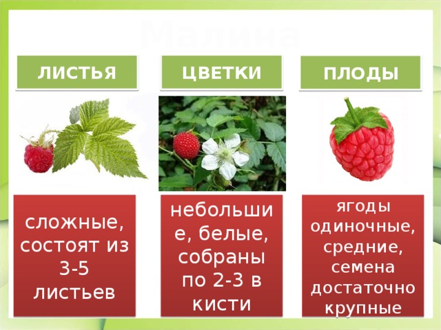 Малина ЛИСТЬЯ ЦВЕТКИ ПЛОДЫ небольшие, белые, собраны по 2-3 в кисти сложные, состоят из 3-5 листьев ягоды одиночные, средние, семена достаточно крупные 