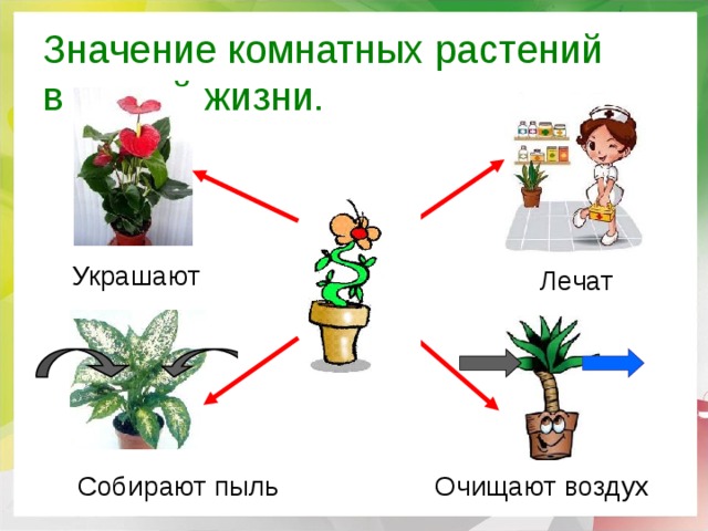 Комнатные растения презентация 6 класс биология