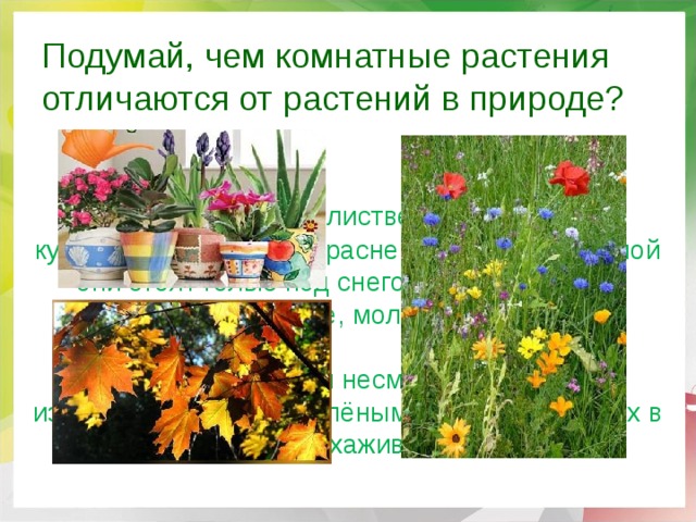 Комнатные растения - презентация онлайн