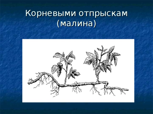 Картинки размножение малины