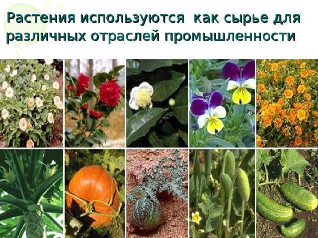 Растения используются как сырье для различных отраслей промышленности  