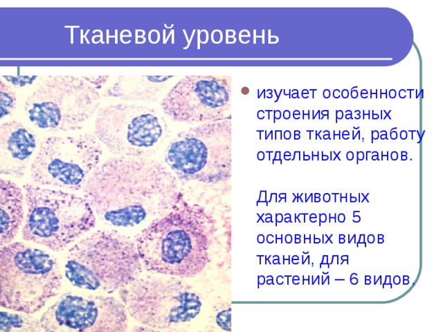 изучает особенности строения разных типов тканей, работу отдельных органов. Для животных характерно 5 основных видов тканей, для растений – 6 видов. 