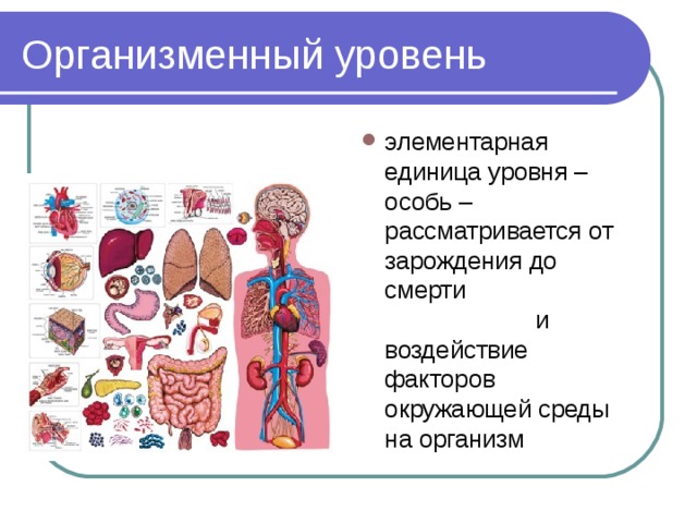 элементарная единица уровня – особь – рассматривается от зарождения до смерти и воздействие факторов окружающей среды на организм 