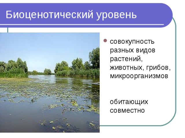 совокупность разных видов растений, животных, грибов, микроорганизмов обитающих совместно 