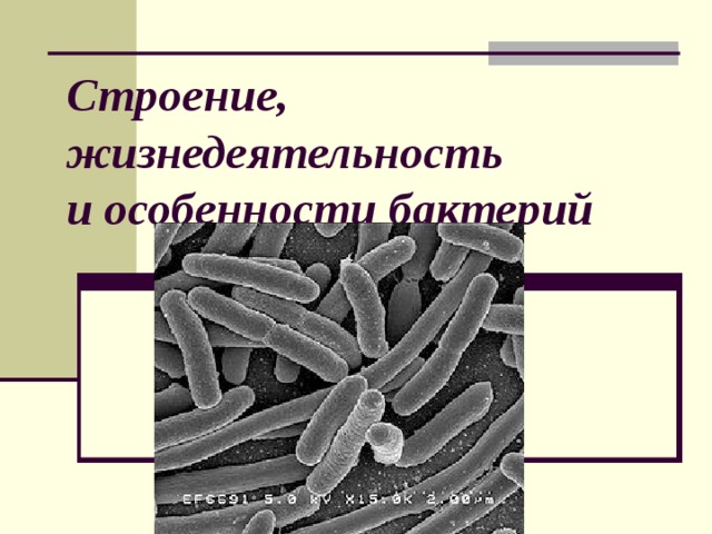 Строение, жизнедеятельность  и особенности бактерий  