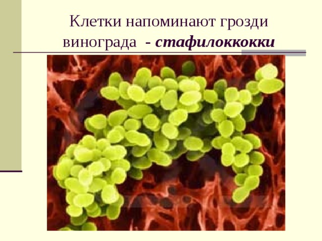 Клетки напоминают грозди винограда - стафилоккокки 