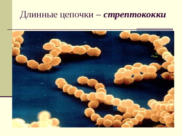 Длинные цепочки – стрептококки  