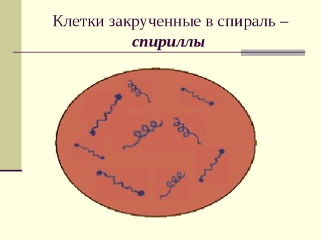  Клетки закрученные в спираль – спириллы 