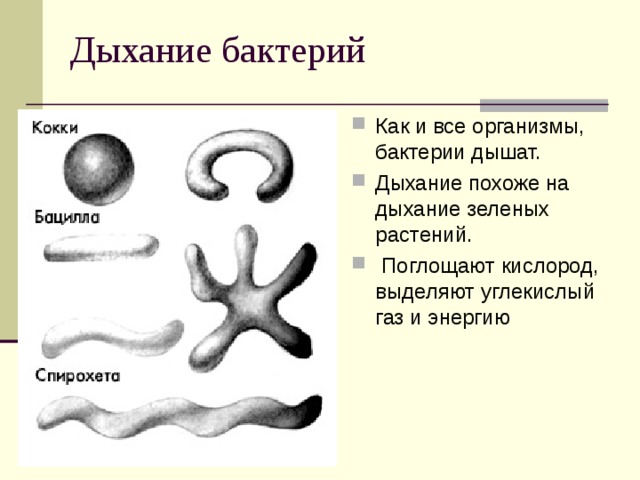 Как и все организмы, бактерии дышат. Дыхание похоже на дыхание зеленых растений.  Поглощают кислород, выделяют углекислый газ и энергию 