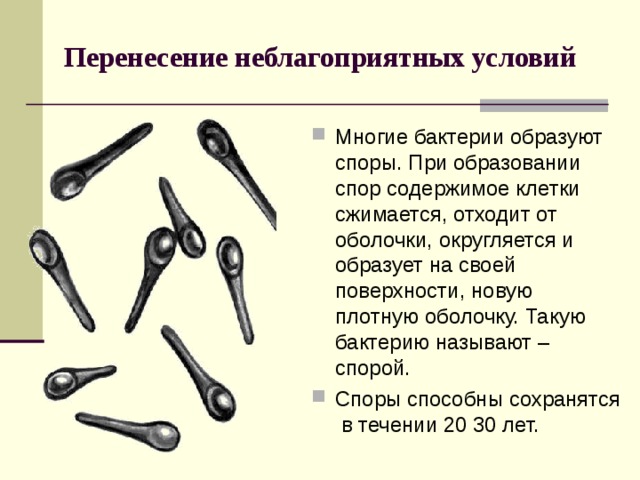 Перенесение неблагоприятных условий  Многие бактерии образуют споры. При образовании спор содержимое клетки сжимается, отходит от оболочки, округляется и образует на своей поверхности, новую плотную оболочку. Такую бактерию называют – спорой. Споры способны сохранятся в течении 20 30 лет. 